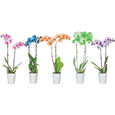 null Premium Watercolour Orchid, 5-inch  1 ea, $38.00/1ea