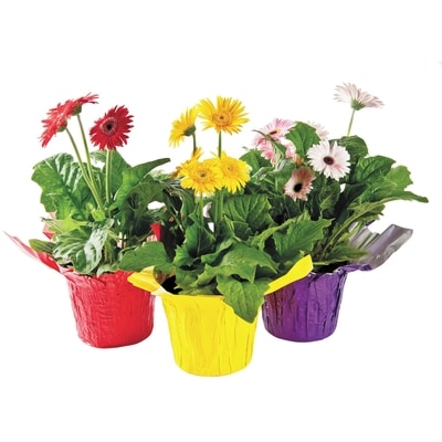 null 6-inch Potted Gerbera 1 ea, $12.00/1ea