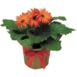 null Gerbera en pot de 6 pouces 1 ea, 14,00 $/1ch