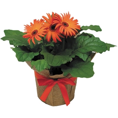 null Gerbera en pot de 6 pouces 1 ea, 12,00 $/1ch