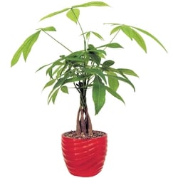 null Pachira aquatica 5 po 1 ea, 18,00 $/1ch