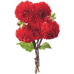 null Fresh Cut Dahlias, 5 stem 1 ea, $12.00/1ea
