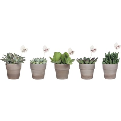 null Wild Interior Foliage in clay pot 1 ea, $14.00/1ea