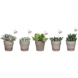 null Feuillage sauvage d’intérieur dans un pot en argile 1 ea, 16,00 $/1ch