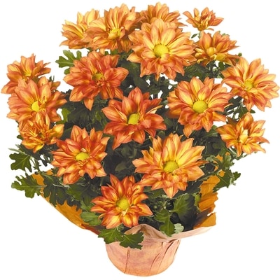 null Pelee Mums, 6" 1 ea, $6.49/1ea
