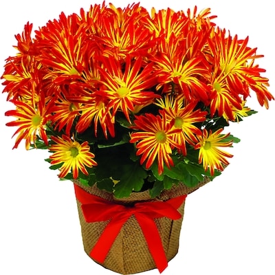 null Plante Chrysanthemum 6 Po 1 ea, 9,00 $/1ch