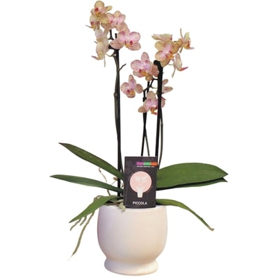 null Multiflora Orchid, 3.5-inch 1 ea, $20.00/1ea