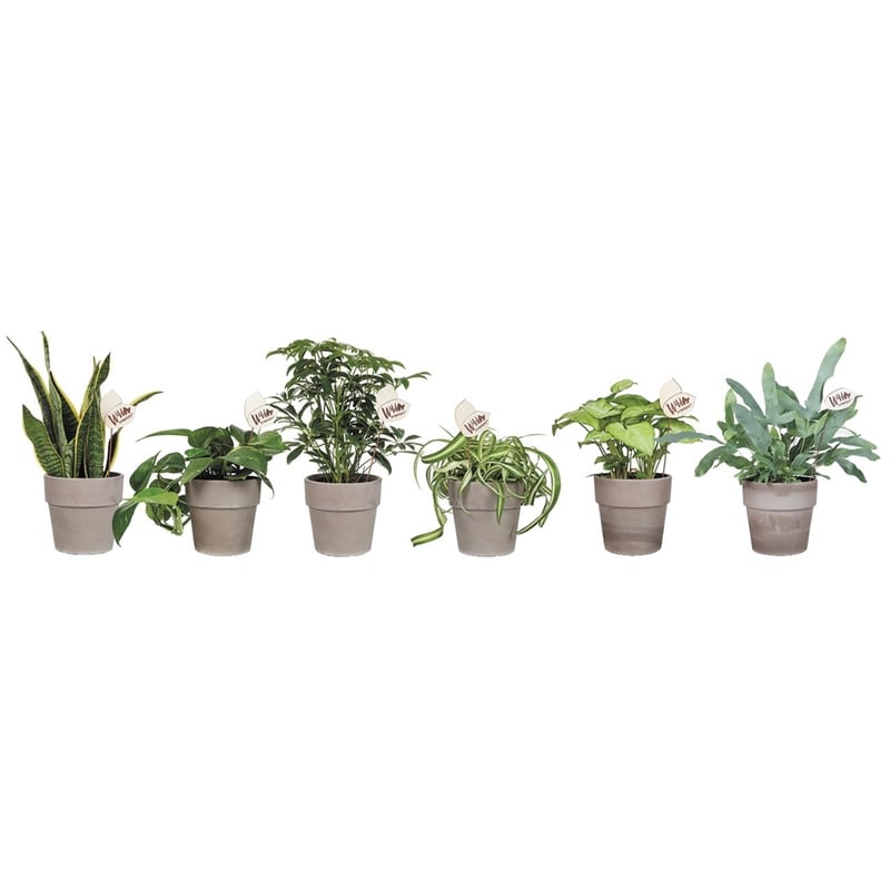 Assorted Foliage in clay pot