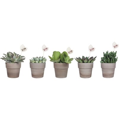 Assorted Foliage in clay pot