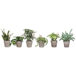 null Feuillage assorti dans un pot en argile 1 ea, 16,00 $/1ch