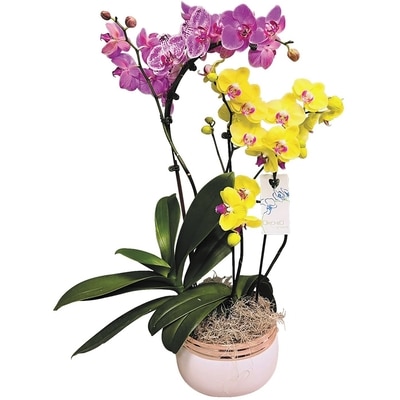 null Orchid Waterfall Planter, Duo 1 ea, $70.00/1ea
