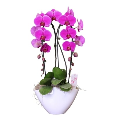 null Large Orchid Planter 1 ea, $75.00/1ea