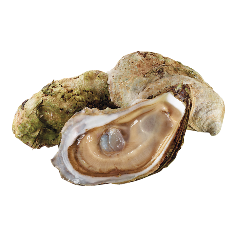 Pickle Point Oysters