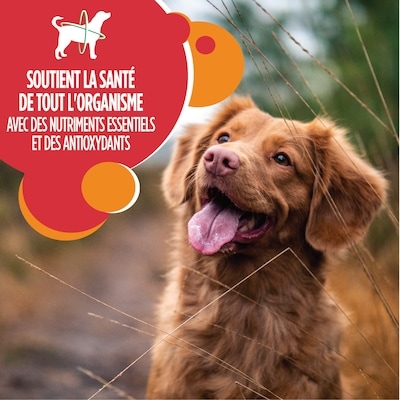Nourriture sèche pour chiens adultes avec agneau et riz