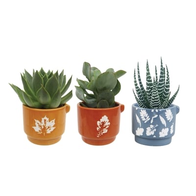 null Mini Succulent 1 ea, $8.00/1ea