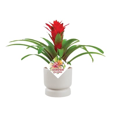 null Bromélia Dans Un Pot 4 Po 1 ea, 20,00 $/1ch