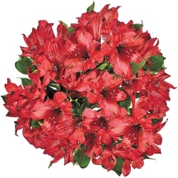 President's Choice Alstroemeria bunch 1 ea, $10.00/1ea