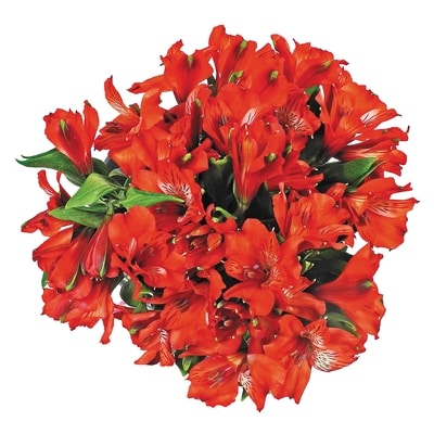 le Choix du Président Bouquet d’alstrœmères 1 ea, 10,00 $/1ch