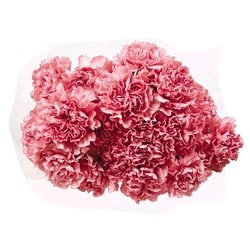 le Choix du Président Bouquet d’œillets 1 ea, 10,00 $/1ch