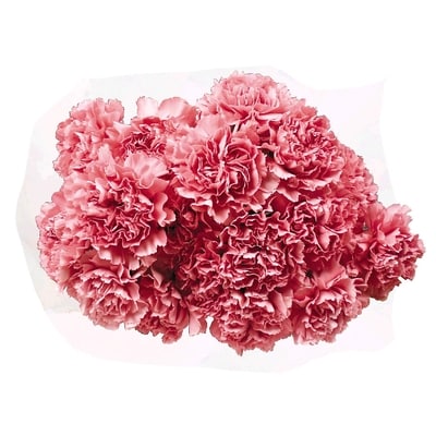 le Choix du Président Bouquet d’œillets 1 ea, 10,00 $/1ch