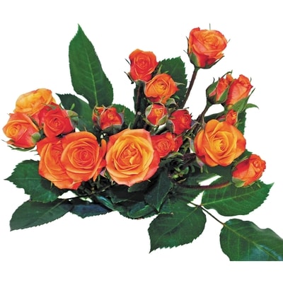 President's Choice Spray Rose bunch 1 ea, $10.00/1ea