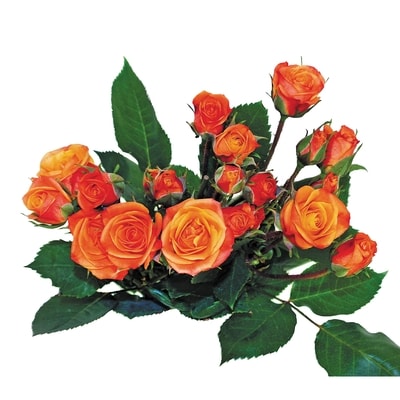 le Choix du Président Gerbe de roses en bouquet 1 ea, 10,00 $/1ch