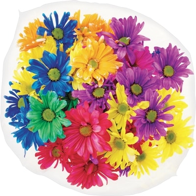 President's Choice Colour Pop Daisies 1 ea, $15.00/1ea