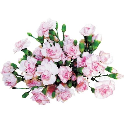 President's Choice Mini Carnations bunch 1 ea, $8.00/1ea