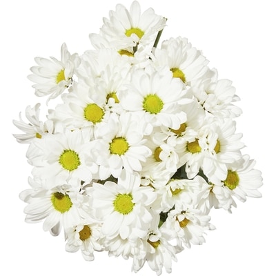 President's Choice Spray Mums 1 ea, $8.00/1ea