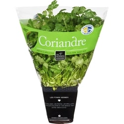 null Coriandre fraîche en pot, 4 po 1 ea, 6,00 $/1ch
