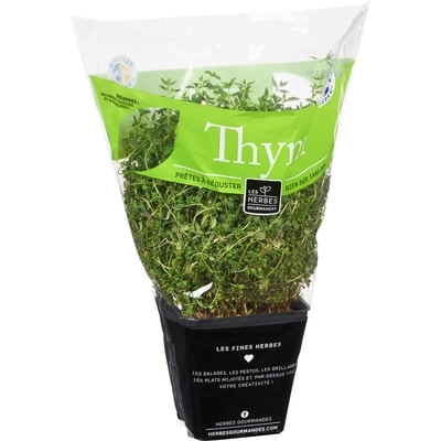 Thym frais en pot, 4&nbsp;po