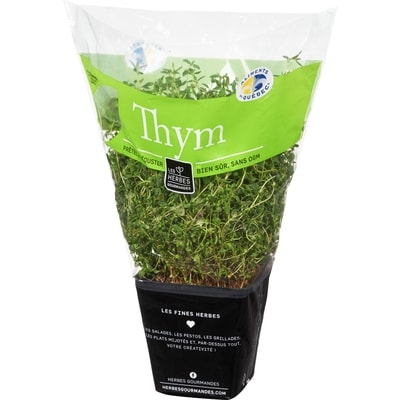 Thym frais en pot, 4&nbsp;po
