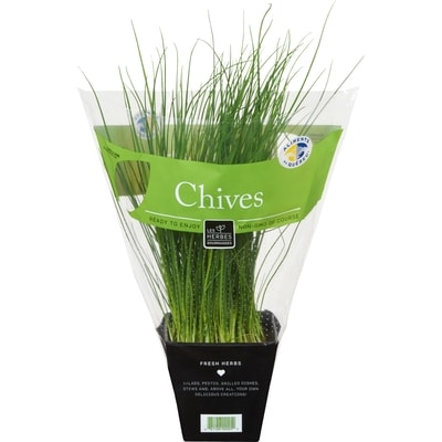 null Fresh Chive, 4" Pot 1 ea, $4.99/1ea