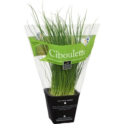 Ciboulette fraîche en pot, 4&nbsp;po