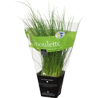 Ciboulette fraîche en pot, 4&nbsp;po
