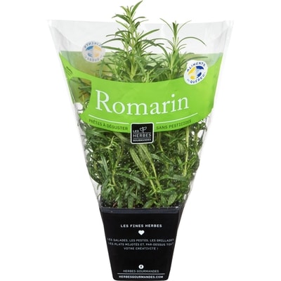 null Romarin frais en pot, 4 po 1 ea, 6,00 $/1ch