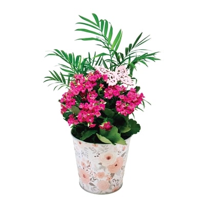 null Spring Planter, Small 1 ea, $21.00/1ea