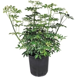 null Tropical Foliage Promo 10in 1 ea, $30.00/1ea