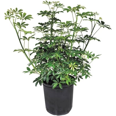 null Tropical Foliage Promo 10in 1 ea, $30.00/1ea