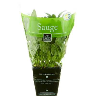 null Sauge fraîche en pot, 4 po 1 ea, 4,99 $/1ch