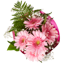 null Grand bouquet de gerbera 1 ea, 15,00 $/1ch