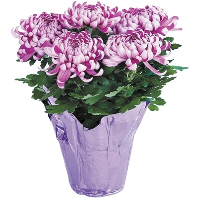 null Disbud Mum 6 Inch 1 ea, $9.00/1ea