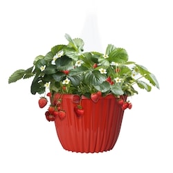 President's Choice Planter Strawberry 12-Inch 1 ea, $19.00/1ea