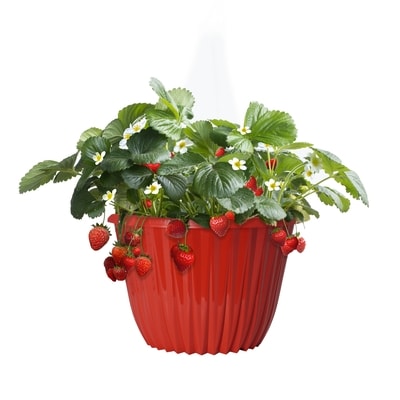 President's Choice Planter Strawberry 12-Inch 1 ea, $19.00/1ea