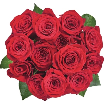 le Choix du Président Rose Équatorienne Rouge, 12 Tiges 1 ea, 35,00 $/1ch