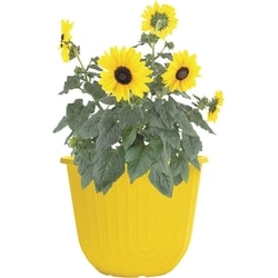 President's Choice Sunflower Planter 10In 1 ea, $16.00/1ea
