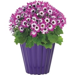 President's Choice Senetti 8.5-inch 1 ea, $18.00/1ea