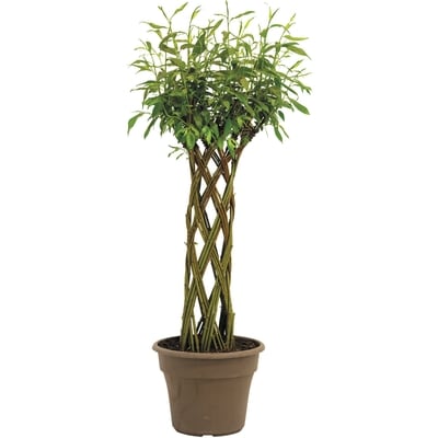 null Braided Willow 12-Inch 1 ea, $60.00/1ea