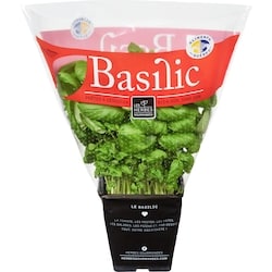 GOURMA BASILIC FRAIS EN POT 4P