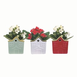 null Mini kalanchoes 1 ea, 9,00 $/1ch